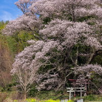 福島県郡山市の子授け櫻が鳥居を覆う満開の春景色の写真