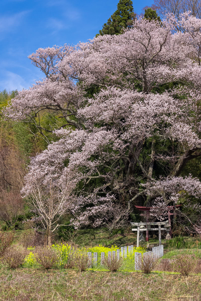 満開の一本桜と鳥居、足元に咲く菜の花