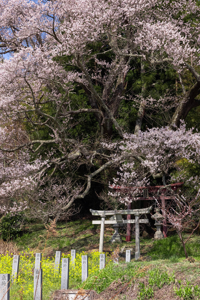 満開の桜の花に囲まれた奉納石柱と鳥居の風景