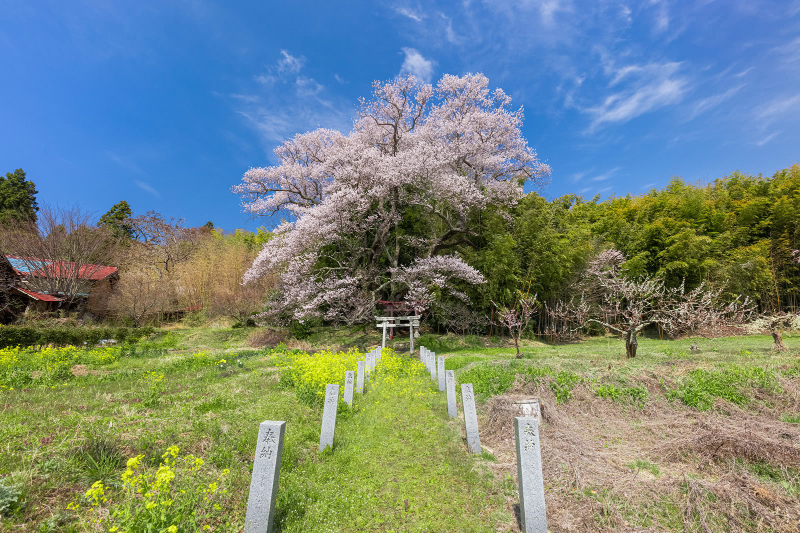 満開の桜と鳥居がある神社境内、手前に石柱が並ぶ春の風景