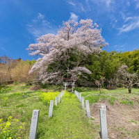大和田稲荷神社の参道入口を守る子授け櫻と石柱、鳥居の写真