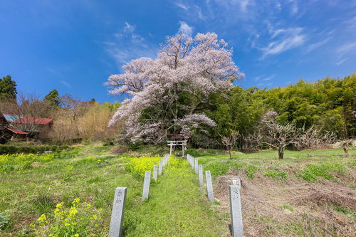 大和田稲荷神社の先にある満開の子授け櫻と鳥居