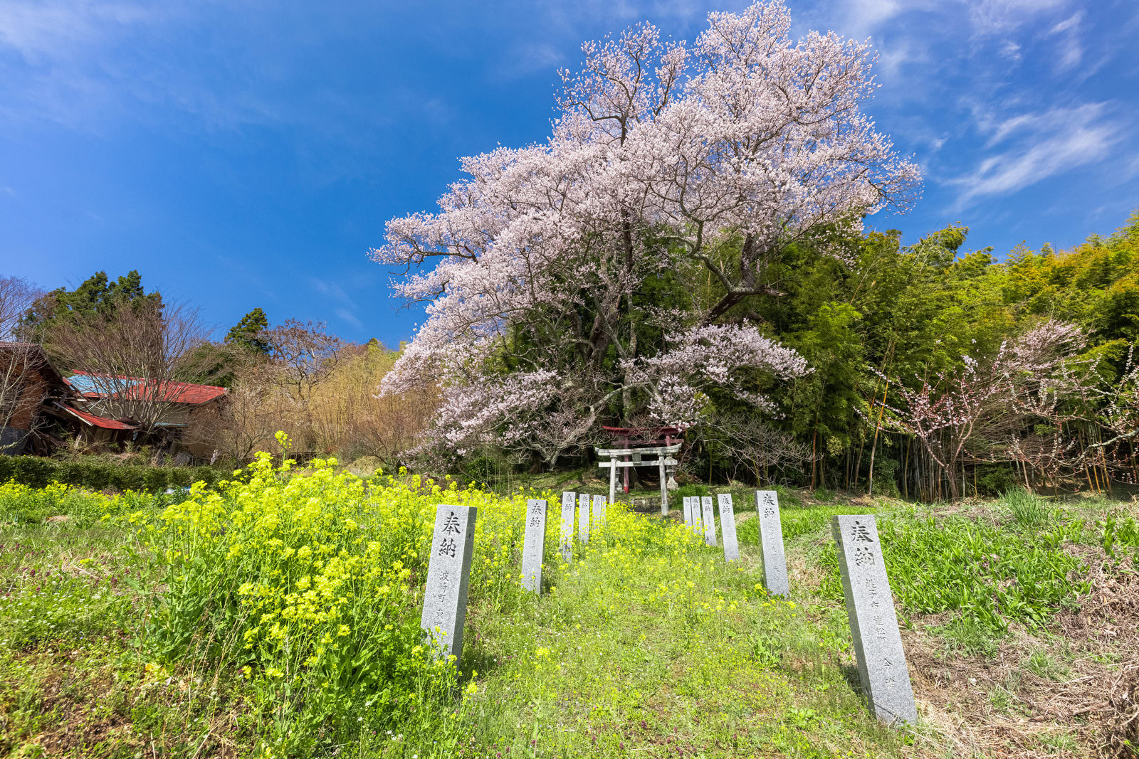 青空の下、満開の桜と黄色い菜の花畑、石柱が並ぶ参道の風景