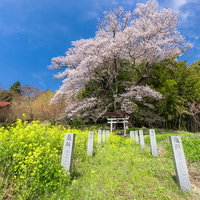 菜の花畑と奉納石柱の参道、満開の子授け櫻の写真
