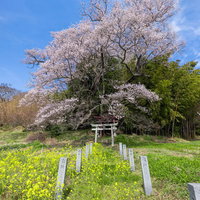 菜の花と奉納石柱のアプローチに聳え立つ子授け桜の写真