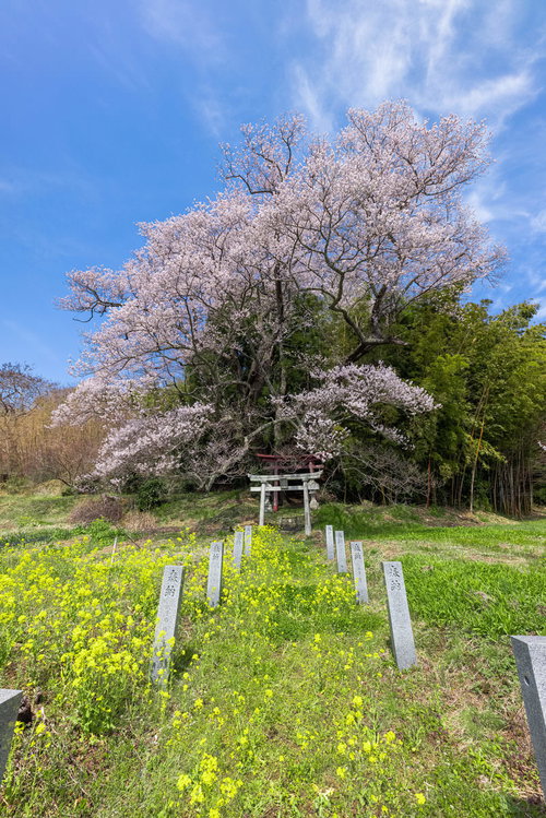 菜の花と奉納石柱のアプローチに聳え立つ子授け桜
