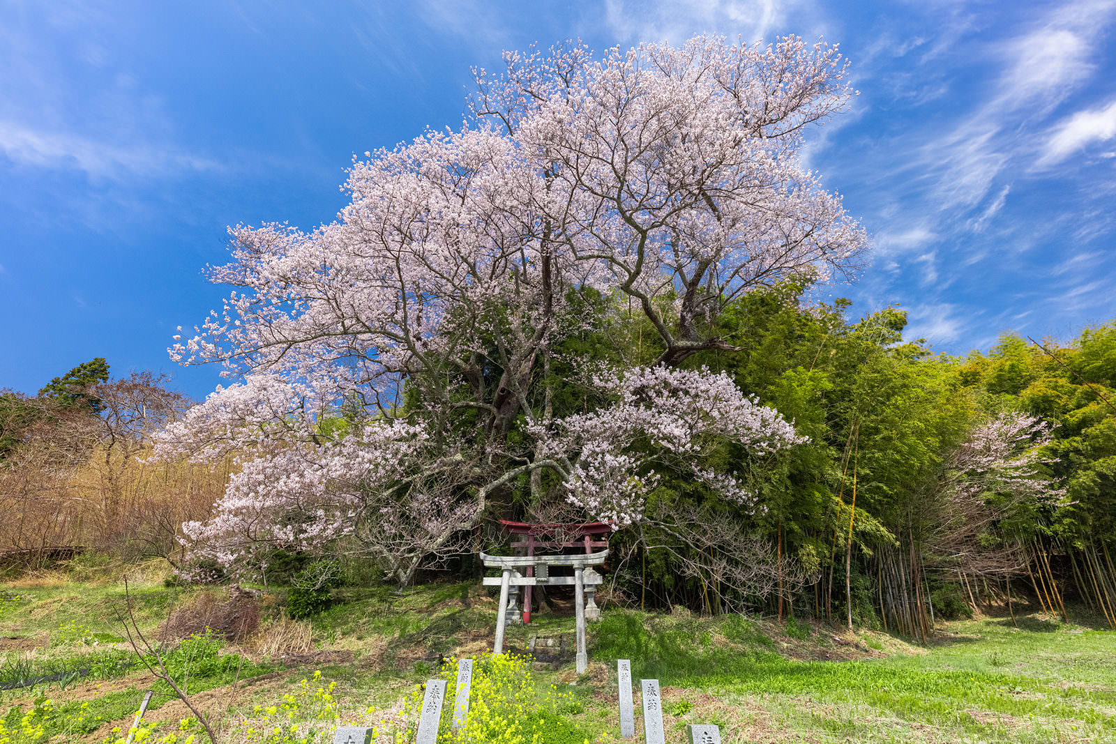 青空をバックに満開のピンクの桜が咲き誇り、手前に鳥居が見える春の風景
