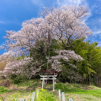 竹林を従える満開の子授け櫻と赤い鳥居 福島県郡山市の春景の写真