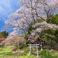 大和田稲荷神社の野原に伸びる子授け櫻と朱色の鳥居の写真