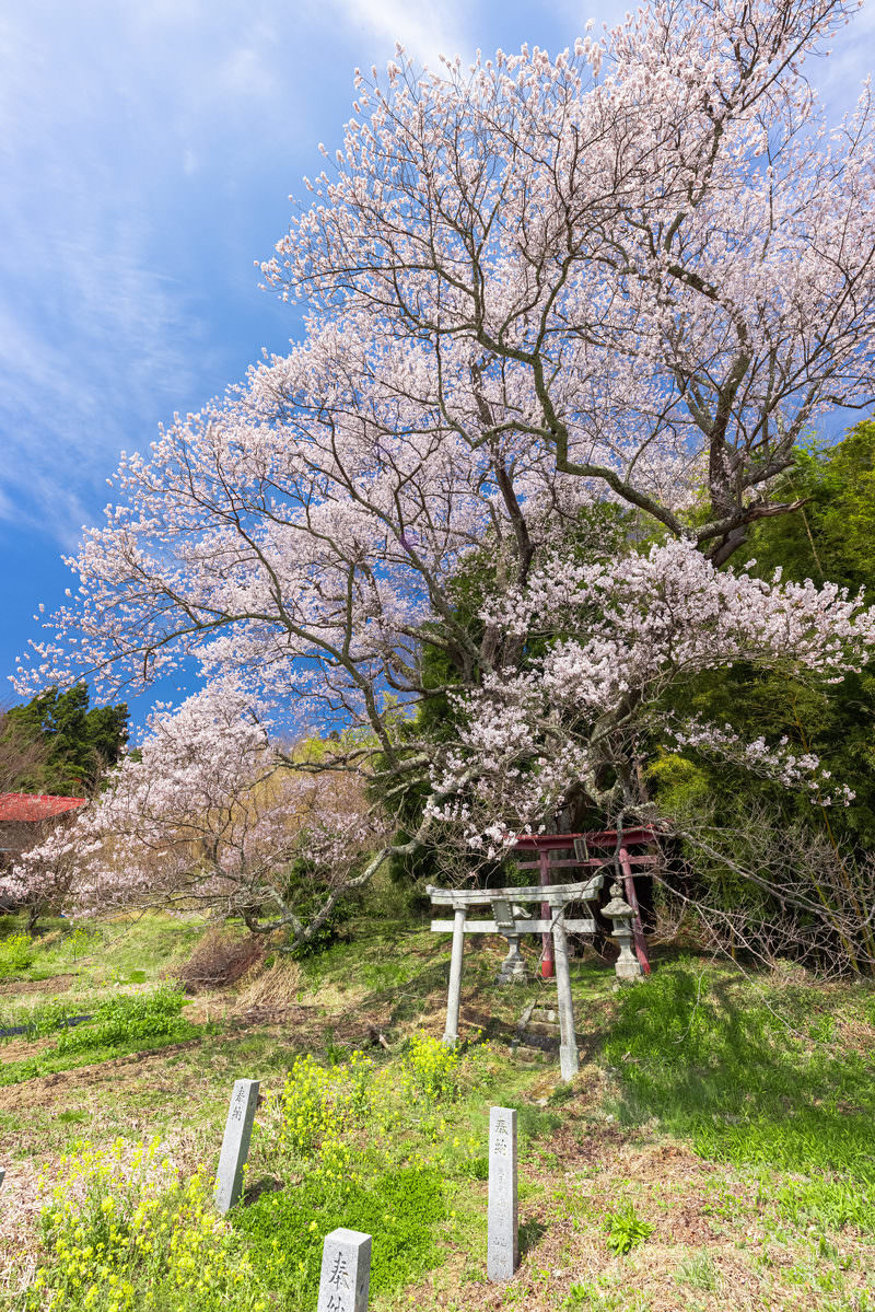 青空の下で満開に咲く子授け櫻と大和田稲荷神社の朱色の鳥居