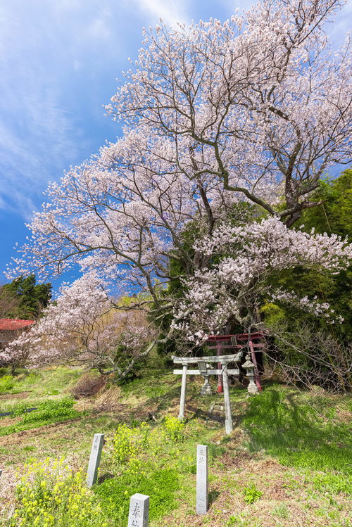 大和田稲荷神社の野原に伸びる子授け櫻と朱色の鳥居