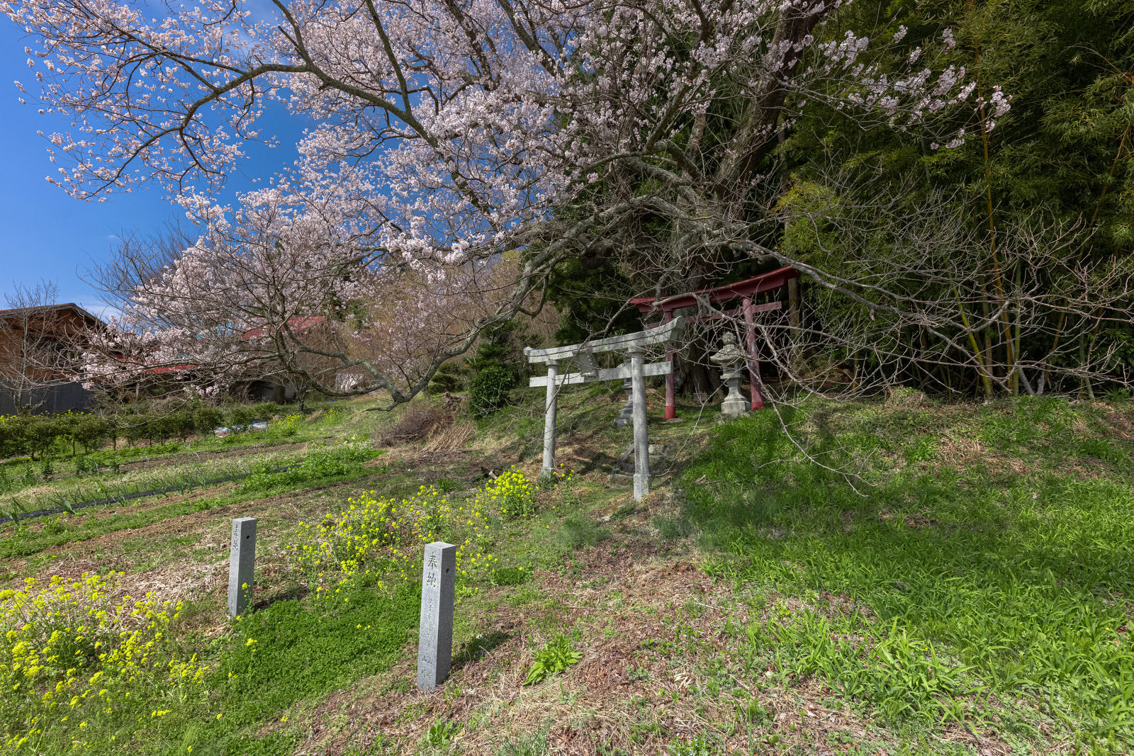 青空の下、草原に立つ白い鳥居と満開の薄いピンクの桜、手前に並ぶ奉納石柱