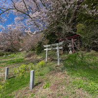 福島県郡山市の草原に立つ鳥居と子授け櫻の春風景の写真