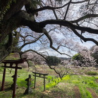 子授け櫻の大きく広がる枝の下から望む鳥居のある風景の写真