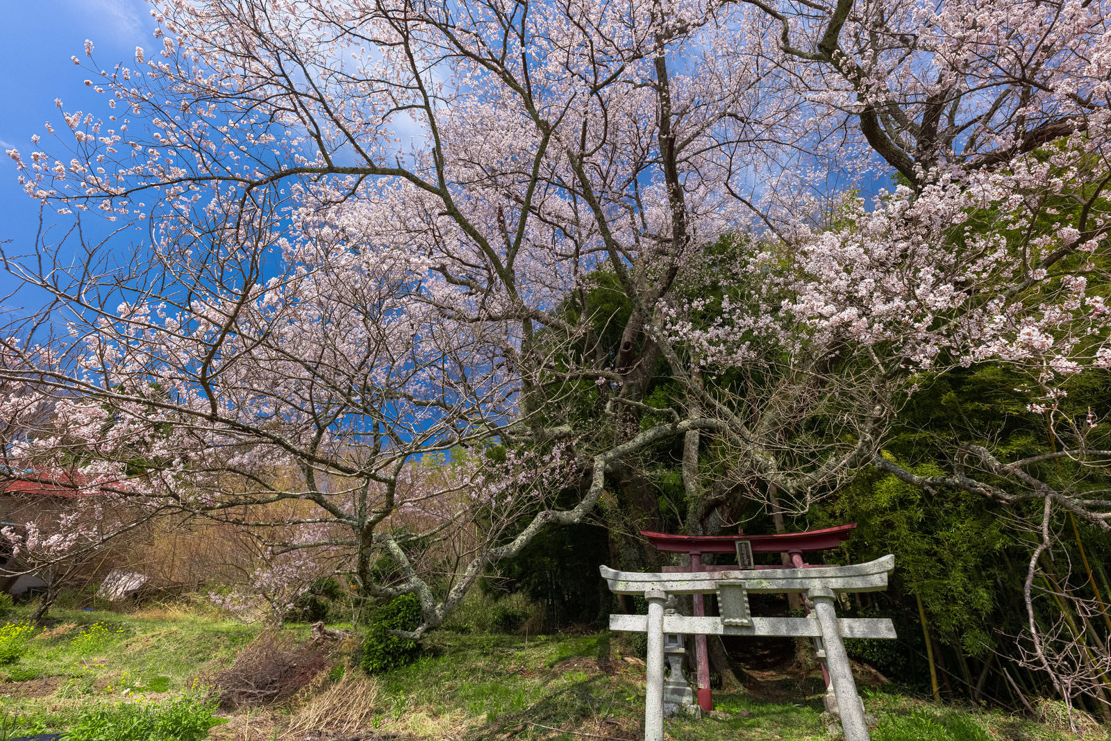 満開の桜と朱色の鳥居が青空の下で美しいコントラストを描く春の風景
