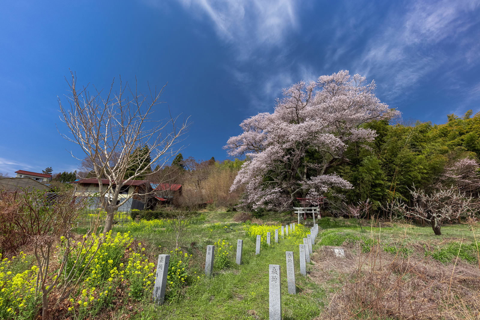神社参道の奉納石柱と満開の桜、菜の花が咲く春の風景