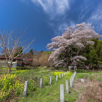 奉納石柱と菜の花の小道の先に構える鳥居と子授け桜の写真