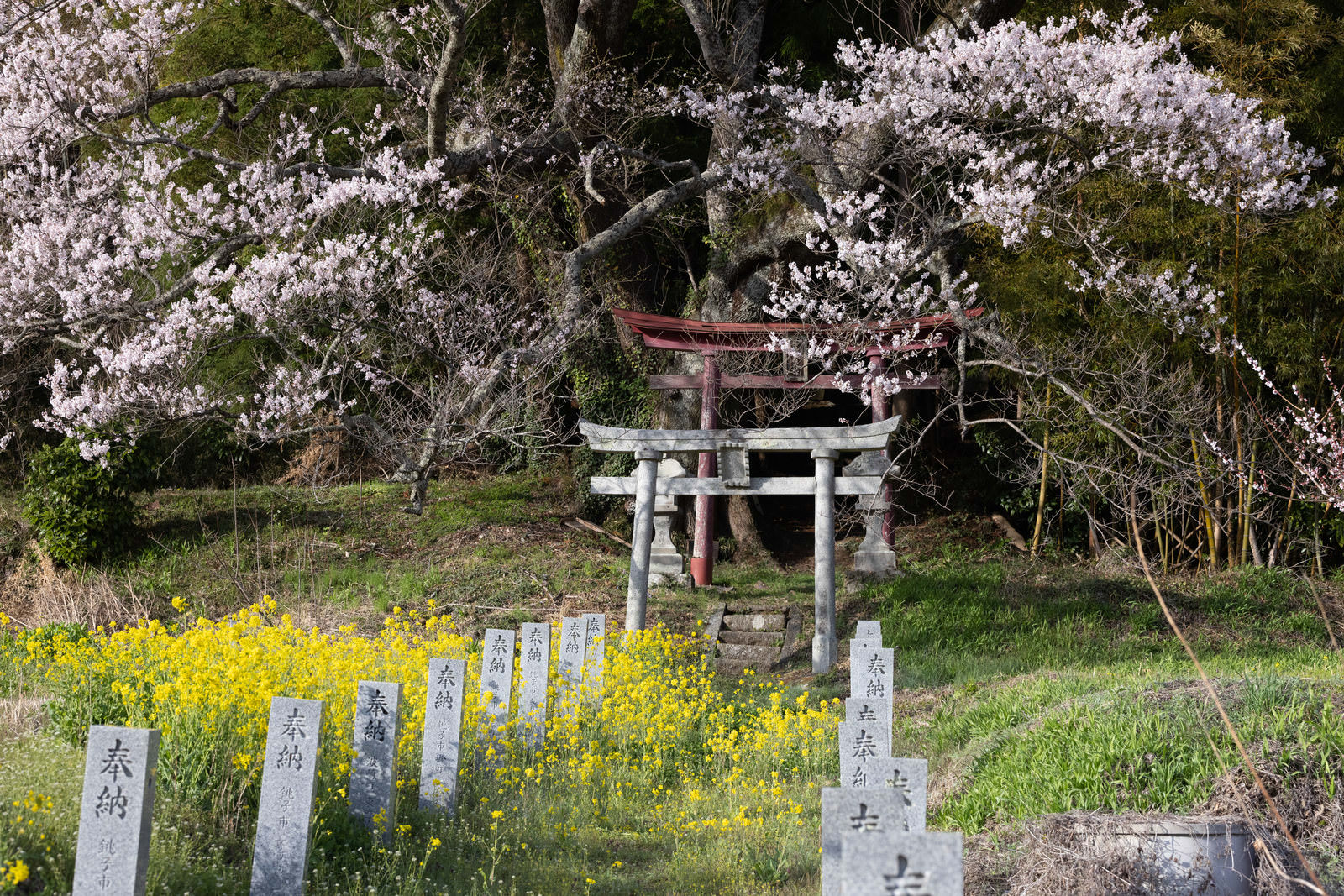 菜の花と桜に囲まれた鳥居と奉納石柱