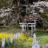 菜の花と桜で色付く子授け櫻の鳥居と奉納石柱の写真