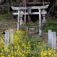 大和田稲荷神社前の石柱の鳥居と満開の菜の花の写真