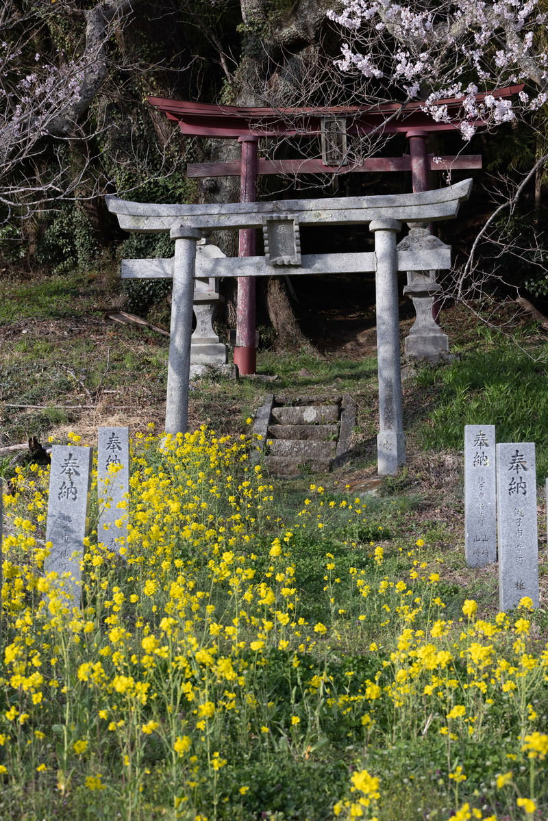 石鳥居の手前に菜の花が咲き、奥に朱色の鳥居と桜が見える神社の境内