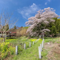 一本桜と鳥居が美しい福島県郡山市にある「子授け櫻」の写真
