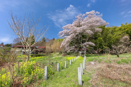 一本桜と鳥居が美しい福島県郡山市にある「子授け櫻」