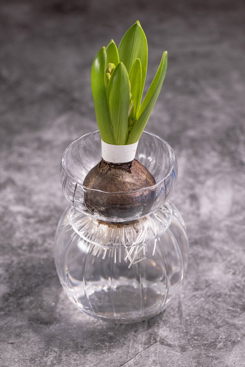 透明なガラス容器で水耕栽培するヒアシンスの球根