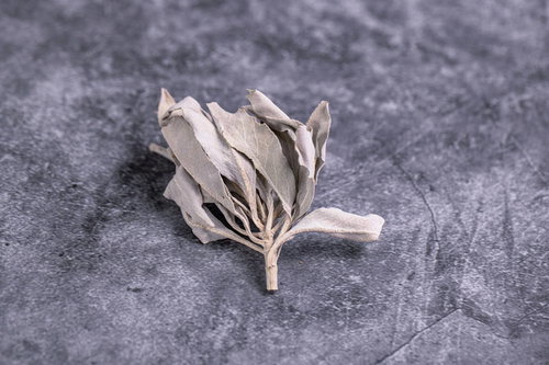 グレーの石に置かれた乾燥したセージの葉と茎の質感