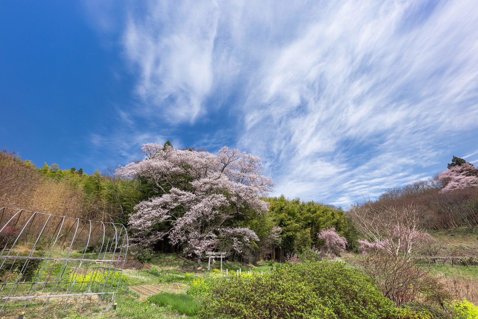 青空の下で満開に咲く子授け櫻と鳥居のある風景