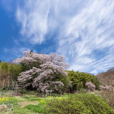 満開の薄ピンクの梅の枝に止まるメジロと青空の写真素材 - フリー素材