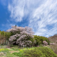 青空と満開の子授け櫻、鳥居のある風景、福島県郡山市の写真