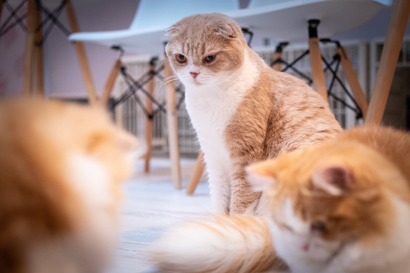 室内で他の猫たちから離れて座る茶色のスコティッシュフォールド