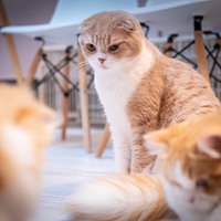 周囲の輪に入れない茶トラのスコティッシュフォールドの写真