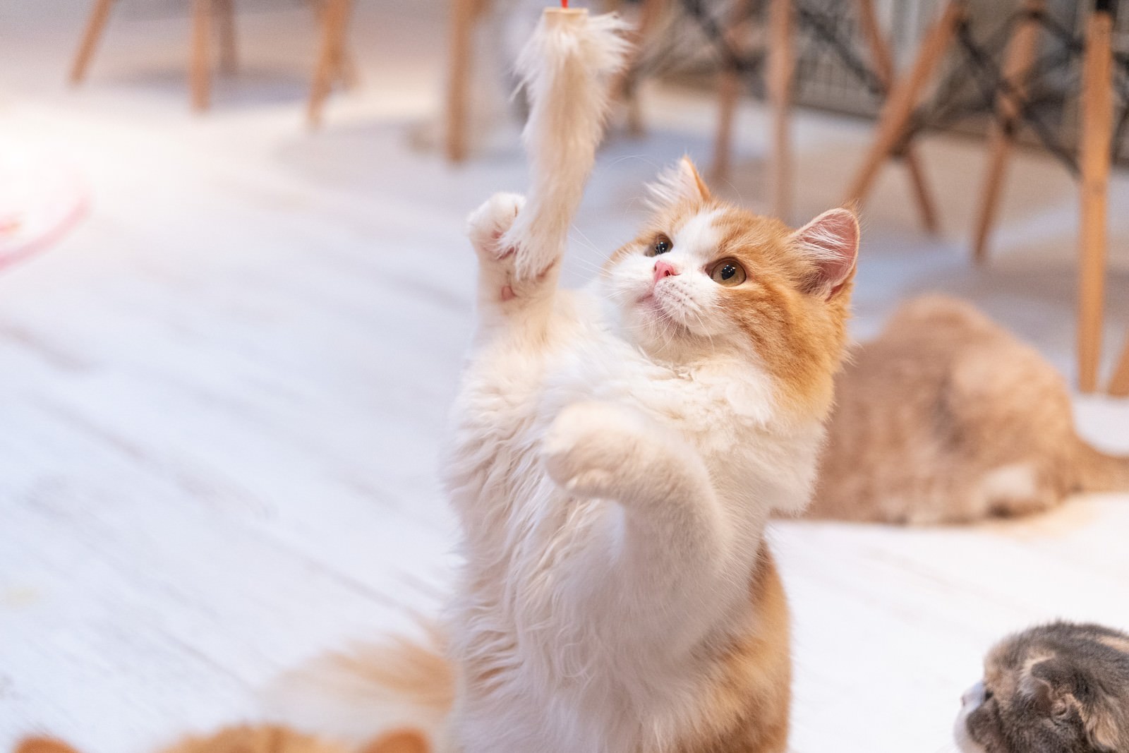 猫じゃらしのおもちゃで遊んでいる白い猫