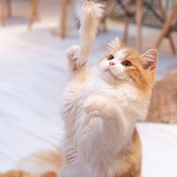 猫じゃらしのおもちゃに夢中になる白猫の遊びの瞬間の写真