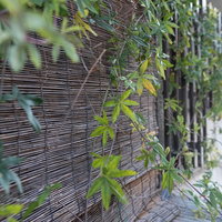 竹の簾の前に揺れる青もみじ～夏の日除けと和風情緒～の写真