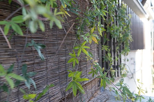 竹の簾の前に揺れる青もみじ～夏の日除けと和風情緒～