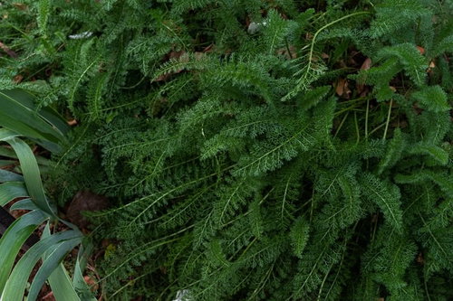 生命みなぎるシダと草が密集した叢の自然風景