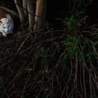 木の根元で身構える猫の警戒する瞬間の写真