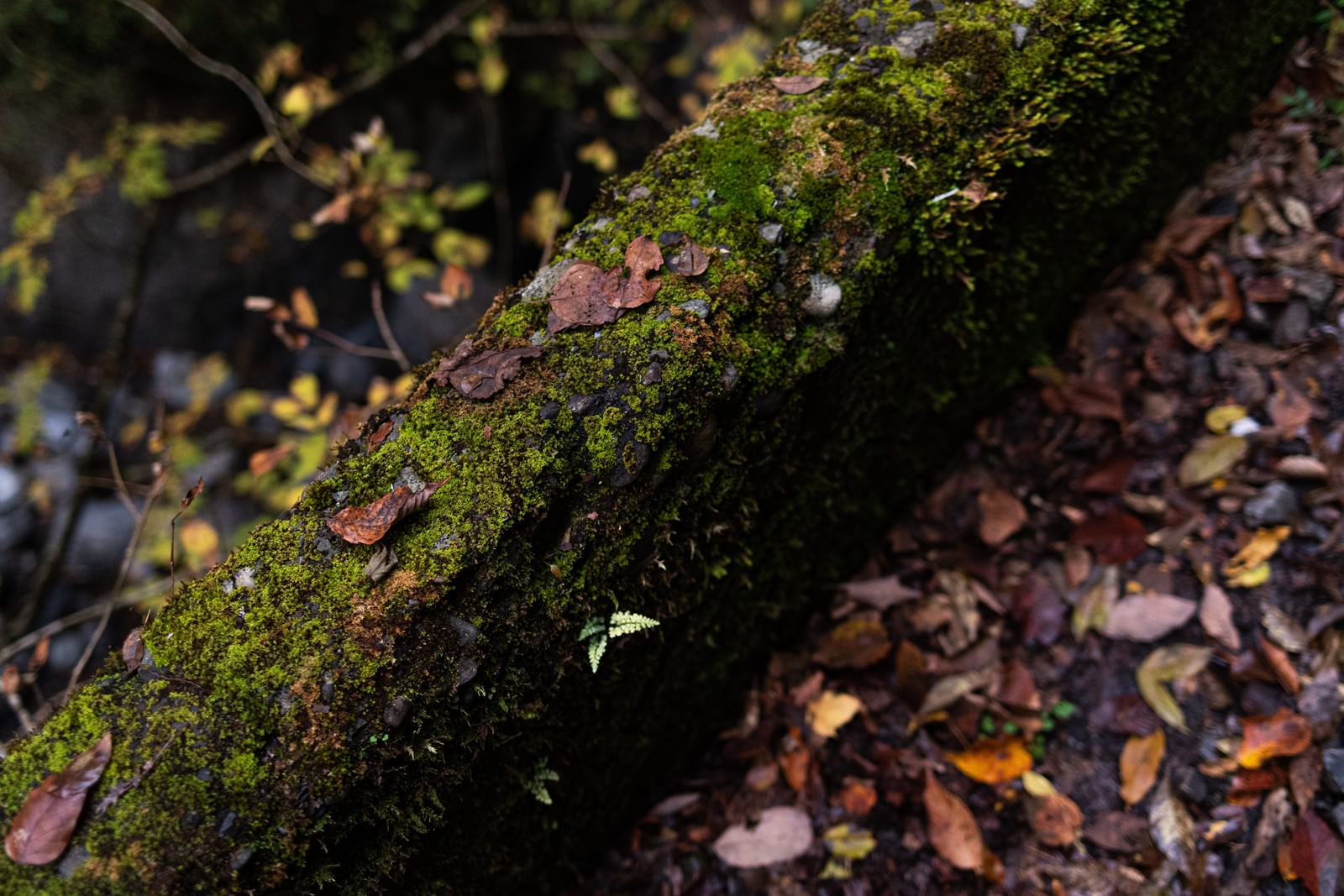 緑の苔に覆われた小さな倒木と周囲に散らばる茶色い落葉