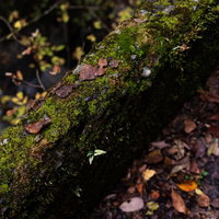 苔むす小振りの倒木と落葉が散らばる林床の自然風景の写真