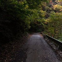 木々に覆われた奥多摩の山道、ひび割れたアスファルトの写真