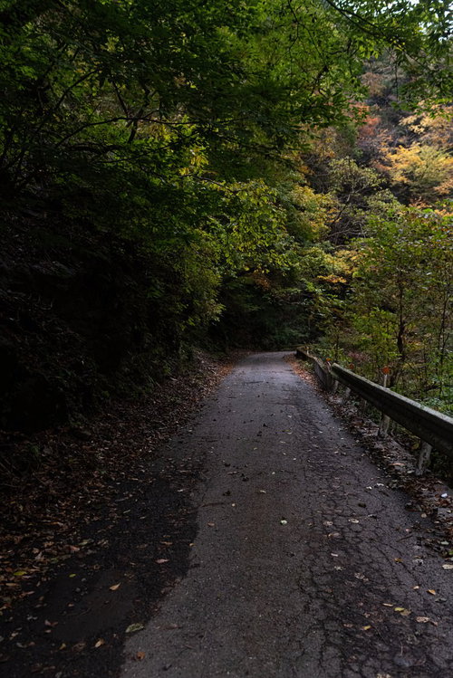 木々に覆われた奥多摩の山道、ひび割れたアスファルト