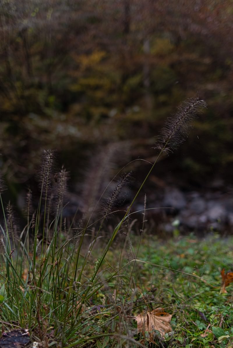 道端に生える雑草が地面から細く伸び、先端に毛のような穂を付けている