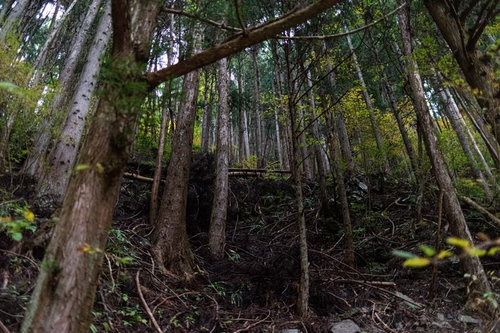 急斜面に密集する杉林の風景