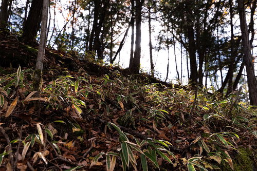 地面に密集する枯れ始めた笹の群生と落ち葉