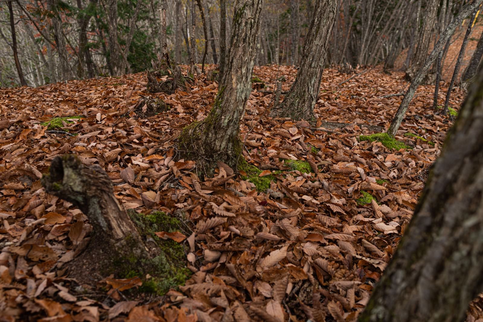 茶色い朽ち葉が地面一面に散らばり、木の幹が立ち並ぶ秋の森の様子