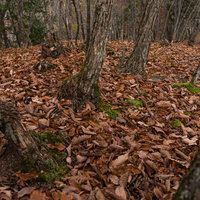 茶色く朽ち葉で覆われた秋の地面と木の幹の写真