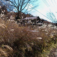 道端に群生する秋のススキの写真